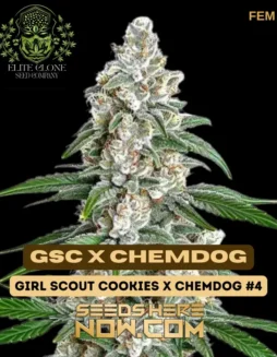 GSC x Chemdog S1 cannabis seeds (space) A balanced hybrid with sweet cookie and intense fuel aromas