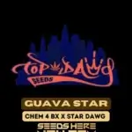 Guava Star (Regular) - Top Dawg Seeds