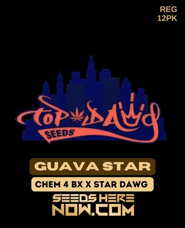 Guava Star Regular - Chem 4 BX x Star Dawg hybrid cannabis seeds