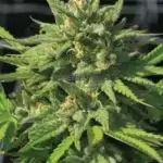 Guerrilla OG (Regular) - Humboldt Seed Company