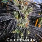 Guicy Banger (Regular) - Exotic Genetix
