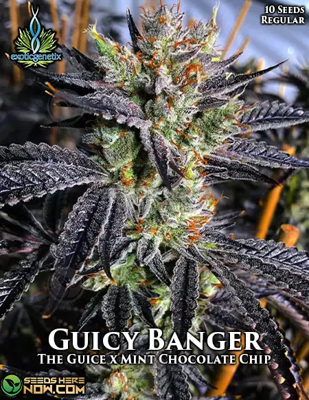 Guicy Banger cannabis seeds by Exotic Genetix featuring The Guice and Mint Chocolate Chip genetics