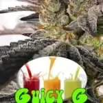Guicy G (Regular) - Exotic Genetix