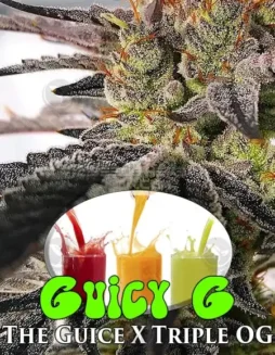 Close(space)up of Guicy G cannabis seeds by Exotic Genetix, featuring Indica(space)dominant strain with citrus and pine aroma