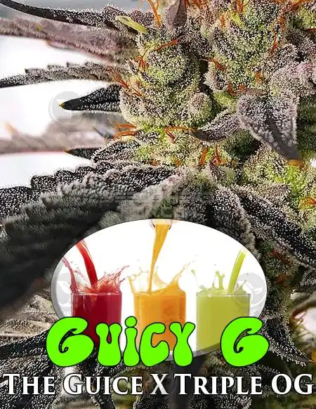 Close-up of Guicy G cannabis seeds by Exotic Genetix, featuring Indica-dominant strain with citrus and pine aroma