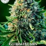 Gummibears (Autoflower) - Atlas Seeds
