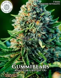 Gummibears Autoflower Cannabis Seeds (space) Hybrid strain with fruity aroma