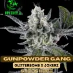 Gunpowder Gang (Feminized) - Breeder X
