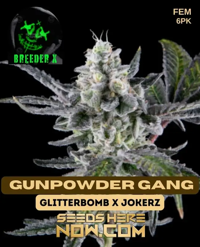 Gunpowder Gang Feminized Seeds - Hybrid strain by Breeder X featuring citrus, pine, diesel, and earthy aromas