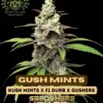 Gush Mints S1 (Feminized) - Elite Clone Seed Company