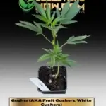 Gusher (AKA Fruit Gushers, White Gushers) Clones - ACC