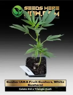 Gusher (AKA Fruit Gushers, White Gushers) Clones in soil pot (space) Hybrid Cannabis Plant