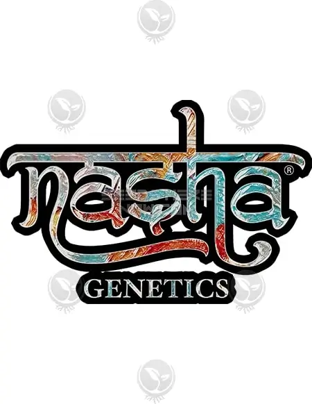 Close-up image of Gusher Crasher feminized seeds from Nasha Genetics
