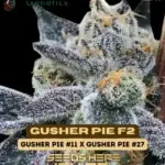 Gusher Pie F2 (Regular) - Green Fire Genetics