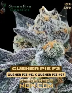Gusher Pie F2 Cannabis Seeds by Green Fire Genetics, featuring sweet berry and creamy vanilla flavors