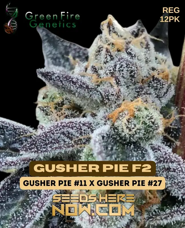 Gusher Pie F2 Cannabis Seeds by Green Fire Genetics, featuring sweet berry and creamy vanilla flavors