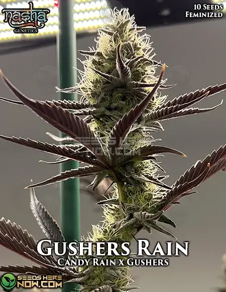 Pack of Gushers Rain Feminized Seeds - Candy Rain x Gushers Hybrid