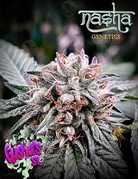 Pack of Gushers S1 Feminized Seeds - 24-28% THC, Hybrid, High Yield