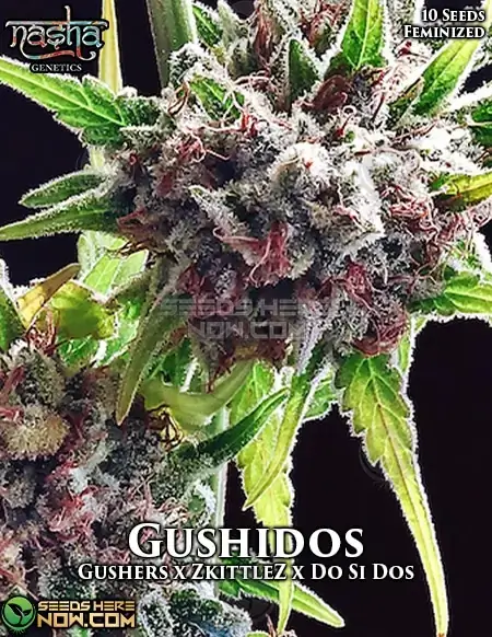 Gushidos Feminized Seeds - High THC Indica Dominant Hybrid