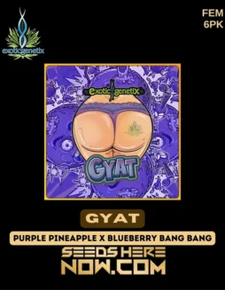 Gyat Feminized Seeds (space) Hybrid Cannabis Strain by Exotic Genetix featuring Tropical Fruit and Earthy Aromas
