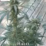 Halo (Feminized) - Goat and Monkey Seeds