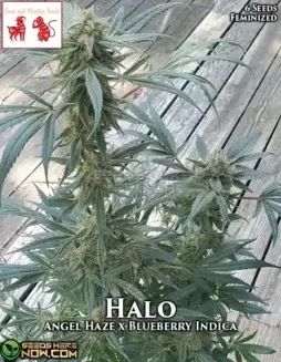 Halo Feminized Seeds (space) Angel Haze x Blueberry Indica