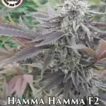 Hamma Hamma F2 (Regular) - Pacific Northwest Roots
