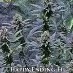 Happy Ending (Regular) - Eazy Daze Cultivators