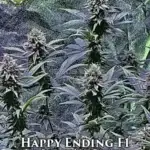 Happy Ending (Regular) - Eazy Daze Cultivators