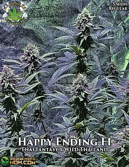 Happy Ending cannabis seeds - Sativa-dominant strain by Eazy Daze Cultivators