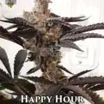 Happy Hour (Regular) - Solfire Gardens