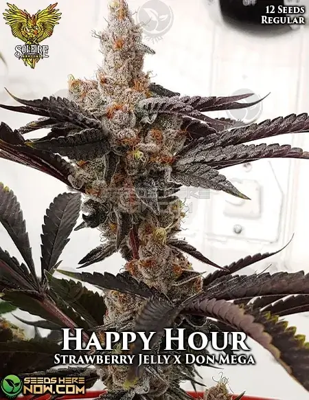 Image of Happy Hour cannabis seeds from Solfire Gardens, featuring citrus, pine, berry, and diesel aromas.