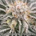 Hardcore OG x Gushers (Feminized) - Nasha Genetics