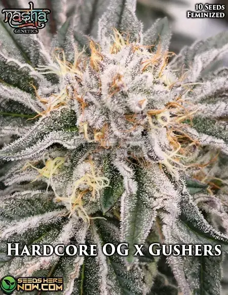 Hardcore OG x Gushers cannabis seeds by Nasha Genetics, feminized strain with pine and citrus aroma