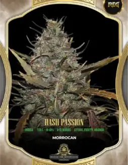 Hash Passion regular cannabis seeds (space) Indica(space)dominant strain with earthy, spicy aroma