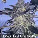 Hawaiian Unicorn (Regular) - Thug Pug Genetics