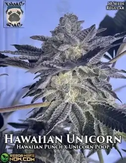Pack of Hawaiian Unicorn regular cannabis seeds by Thug Pug Genetics