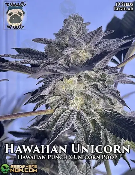 Pack of Hawaiian Unicorn regular cannabis seeds by Thug Pug Genetics