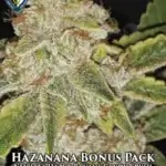 Hazanana 710 Bonus Pack (Feminized) - T.H. Seeds