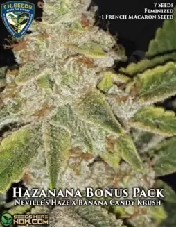 Hazanana 710 cannabis seeds pack by T.H. Seeds, feminized seeds with Neville's Haze and Banana Candy Krush lineage
