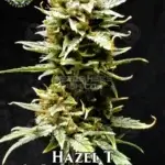 Hazel T (Autoflower) - Eazy Daze Cultivators