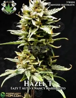 Hazel T Autoflower Cannabis Seeds by Eazy Daze Cultivators