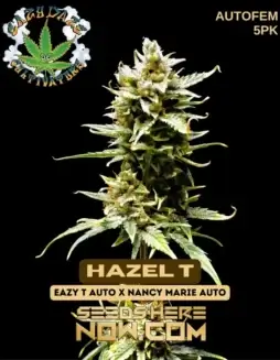Hazel T Autoflower Seeds (space) 20(space)24% THC Earthy, Citrus Aroma