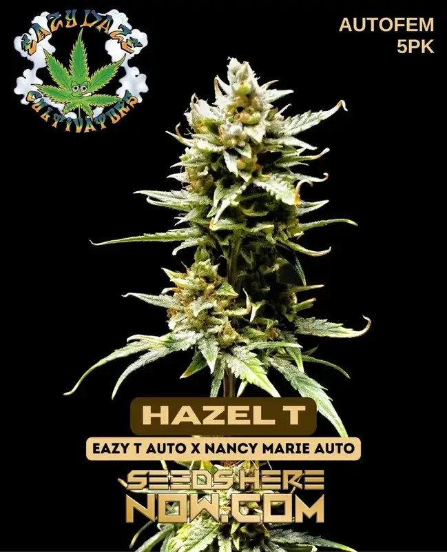 Hazel T Autoflower Seeds - 20-24% THC Earthy, Citrus Aroma