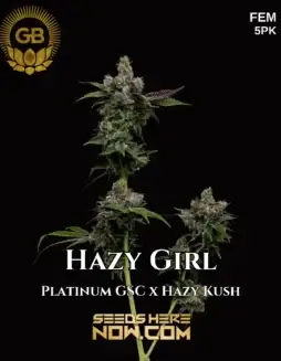 Hazy Girl Feminized Seeds by Green Bodhi Genetics displaying vibrant buds