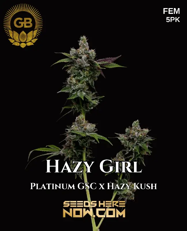 Hazy Girl Feminized Seeds by Green Bodhi Genetics displaying vibrant buds