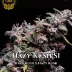 Hazy Kush S1 (Feminized) - Green Bodhi Genetics