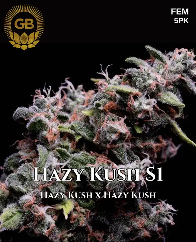 Hazy Kush S1 Feminized Cannabis Seeds by Green Bodhi Genetics featuring citrus, pine aromas and creative effects