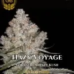 Hazy Voyage (Feminized) - Green Bodhi Genetics