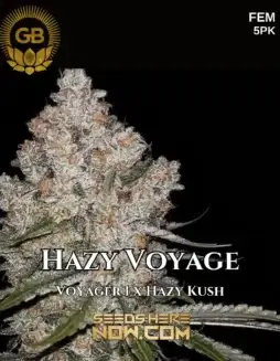 Feminized Hazy Voyage cannabis seeds by Green Bodhi Genetics, featuring Voyager 1 and Hazy Kush lineage